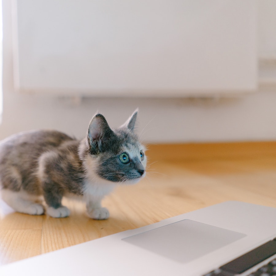 Grey kitten looking at laptop screen 